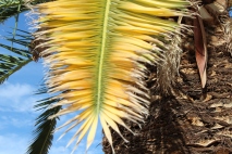 Date palm branch